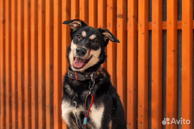 Ищет дом пёс Волчок, собака в добрые руки