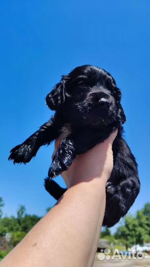 Щенки Кокер Спаниель