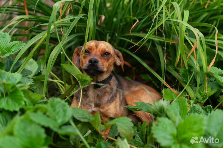 Маленькая собака в добрые руки бесплатно
