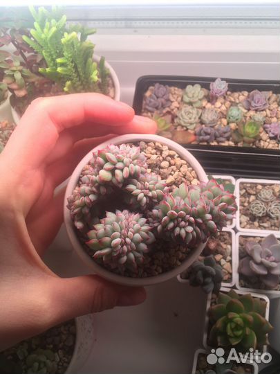 Echeveria apus crest