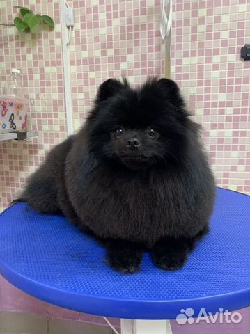 Красивая Стрижка собак и кошек ЖК Суворовский