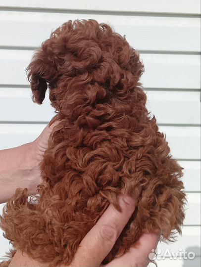 Той-пудель мини мальчик