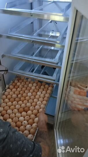 Ферма куриная