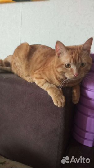 Кошка