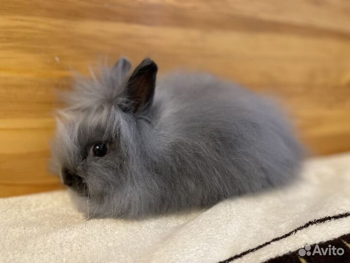 Кролик карликовый декоративный
