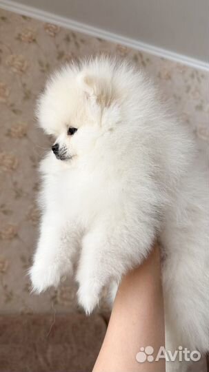 Щенок померанского шпица мальчик