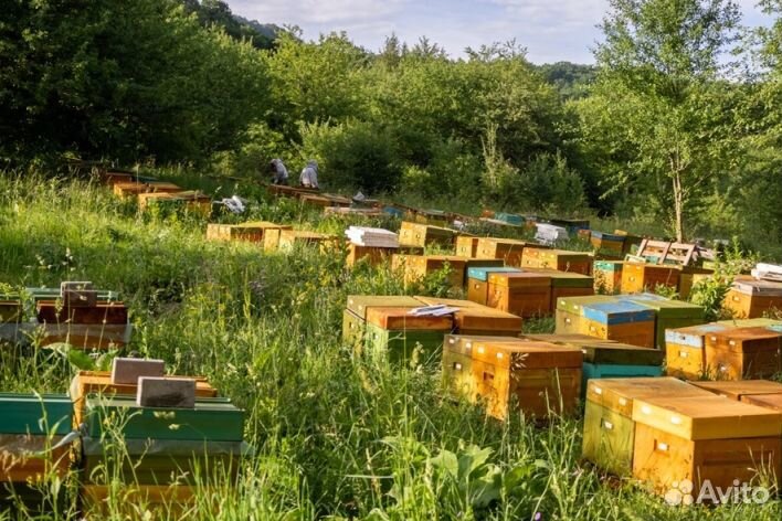 2023 года Мед Алтайский оптом