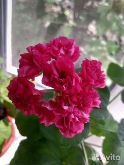 Пеларгония герань