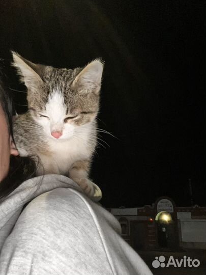 Потерялась кошка
