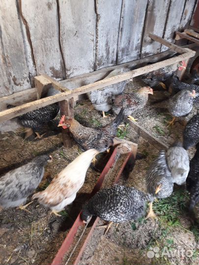 Петушки разных пород