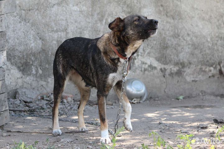 Тина