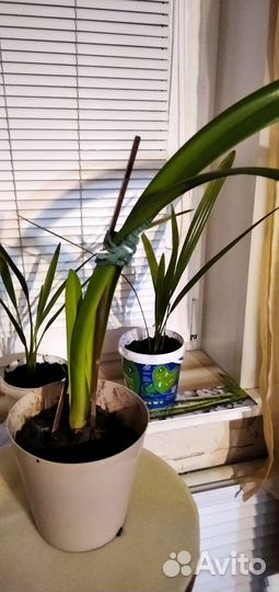 Гиппиаструм