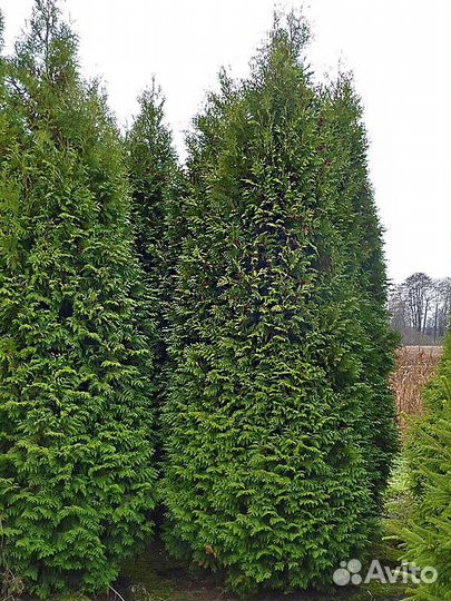 Туи брабант