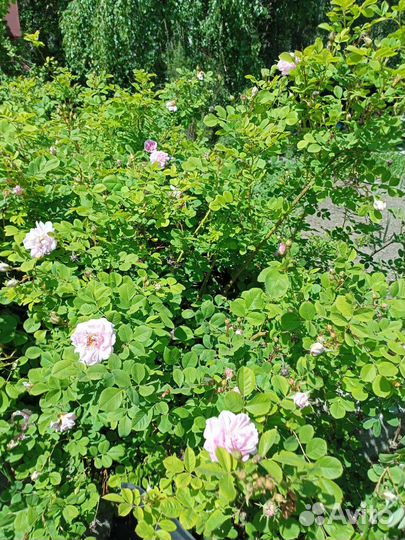 Декоративные кустарники