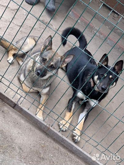 Боне очень нужен дом