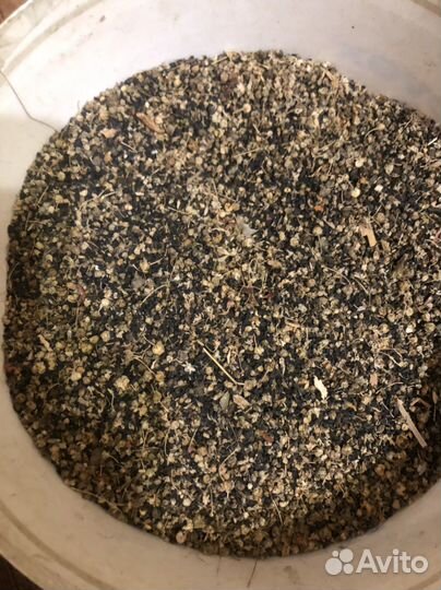 Семена лука чернушка