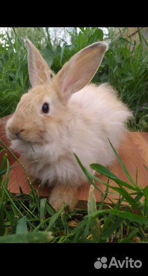 Кролики пуховые