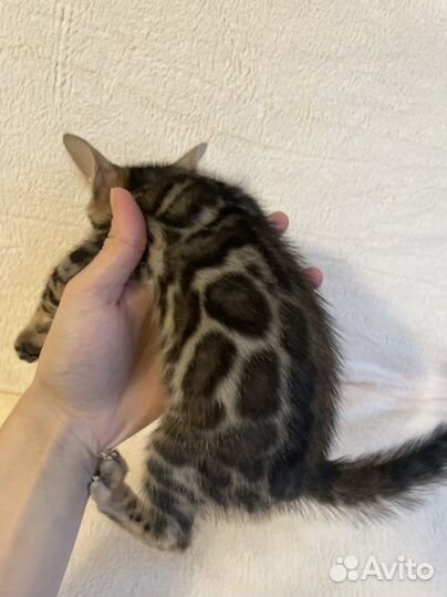 Бенгальская котята москва