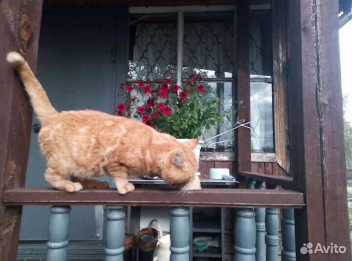 Кот в добрые руки