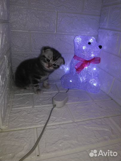 Британские котята вислоухие