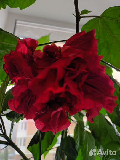 Коллекция домашних растений