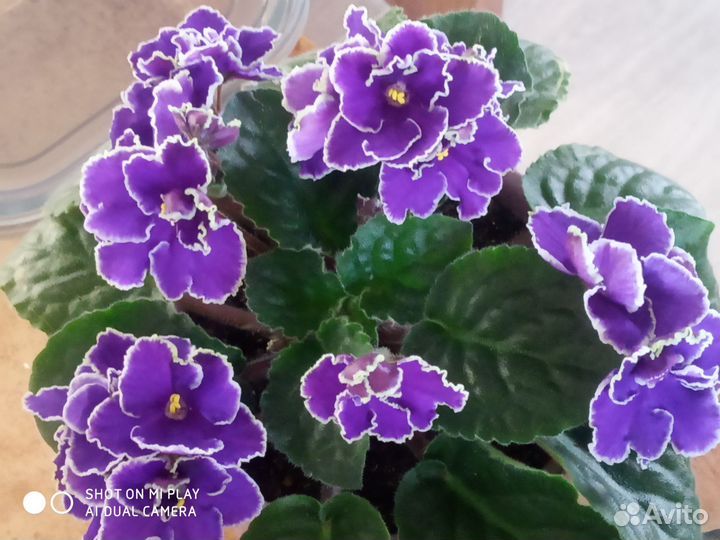 Фиалка Прекрасная креолка. Продам деток