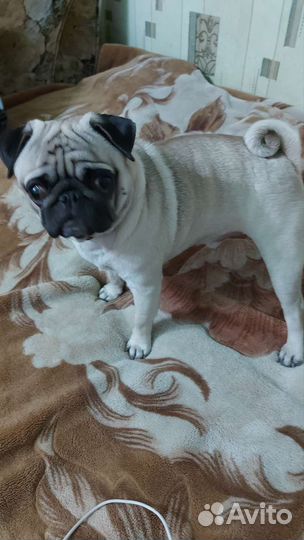 Мопс вязка мальчик