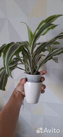 Драцена Малайка (Malaika)