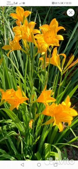 Лилейники махровые. Купена вариегатная и обыкновен