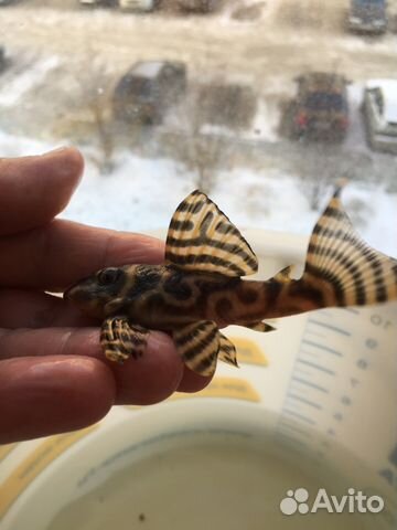 L-333 Hypancistrus (Yellov.Gold) L-201