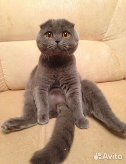 Шотландский вислоухий кот