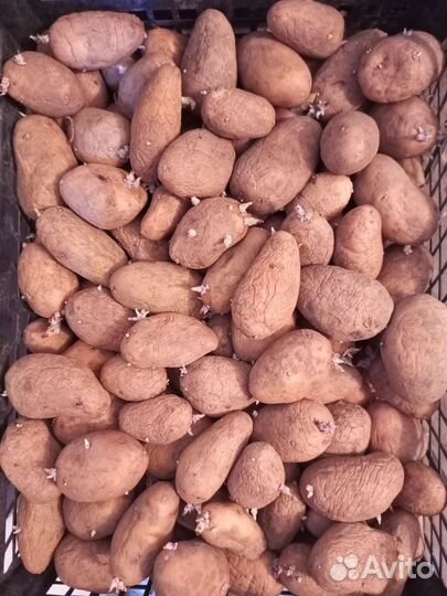 Семена картофеля Галандка урожайная 200ведро