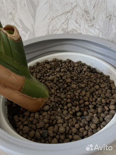 Стрелиция Николая