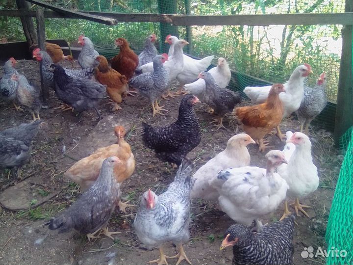 Молодки, Петушки. 3 месяца