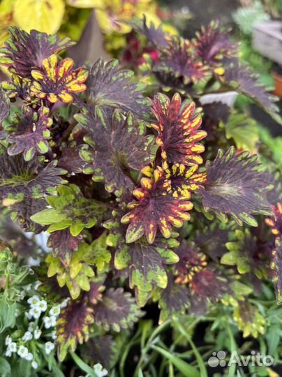 Колеусы вегетативные