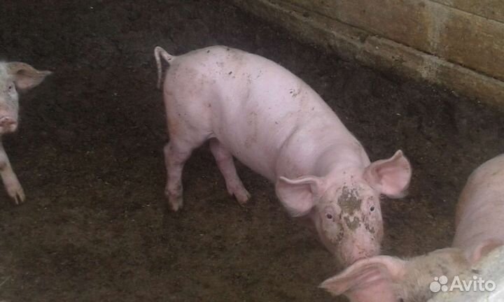 Поросята крупная белая