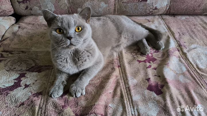 Британская