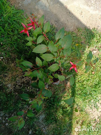 Фуксия взрослые растения