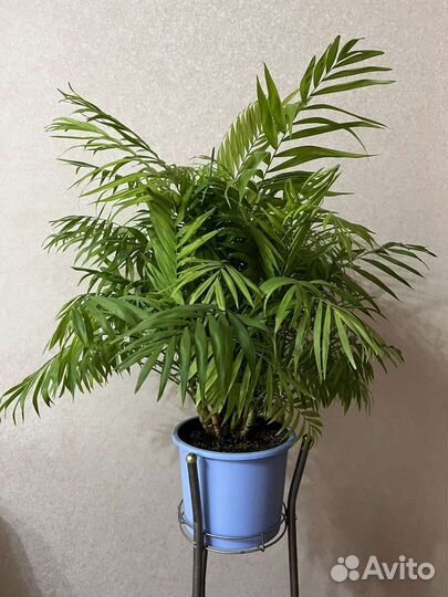 Пальма хамедорея