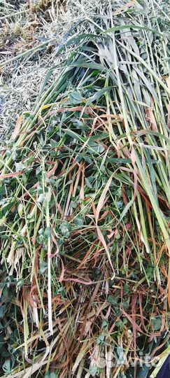 Продам сено в тюках