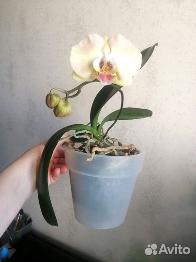 Орхидея фаленопсис