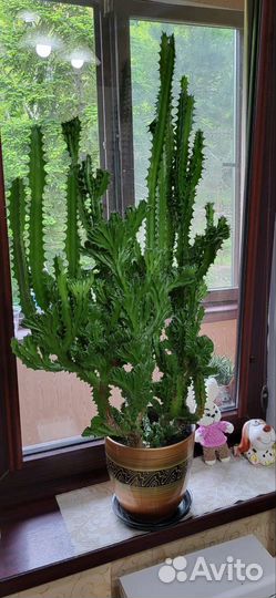 Кактус и кротон