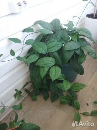 Цветы в горшках