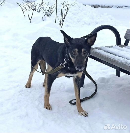 Кнопочка. Небольшая собака,которая надеется. Ждет