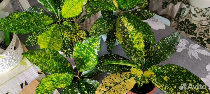 Кротон Gold sun