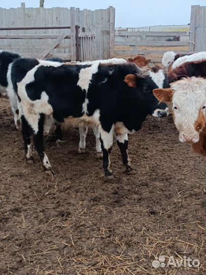 Бычки помеси