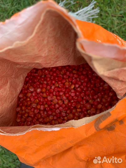 Семена подсолнечника и семена кукурузы