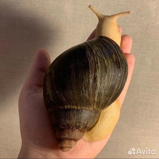 Улитки архахатины разные виды