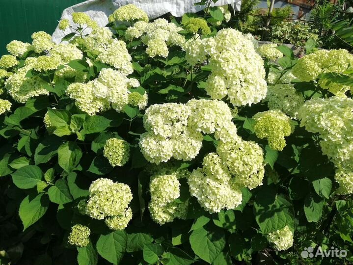 Катальпа,Бундук,Годжи,Спирея,Гортензия