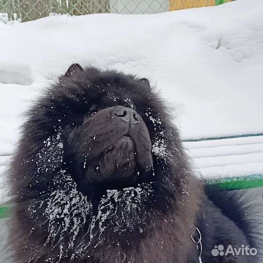 Кобель чау чау ищет любовь